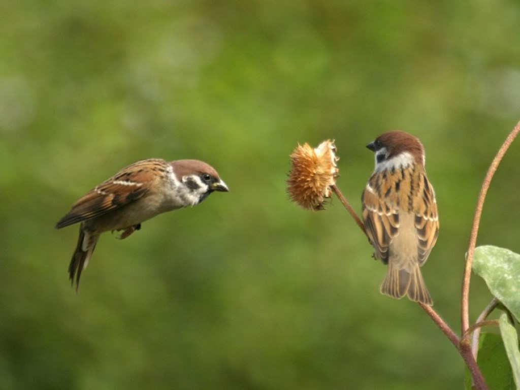 Bolehkah Burung Gereja Melakukan Poliandri Rizkyryzals Blog